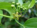 Green Milkweed Creeper